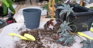 Jak chronić rośliny w ogrodzie przed zimowym mrozem? Skuteczne metody i środki ochronne