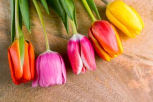 Różnorodność tulipanów: podział i cechy odmian