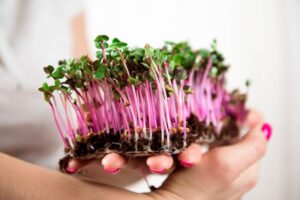 Sposoby siewu nasion pelargonii oraz optymalny moment na ich wysiewanie