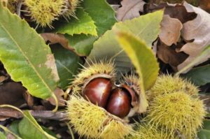 Potężne właściwości lecznicze owoców kasztanowca i ich zastosowanie inaczej opisane